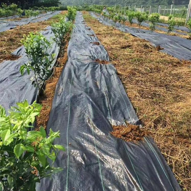 使雜草不能進行光合作用,達到防止雜草生長的作用