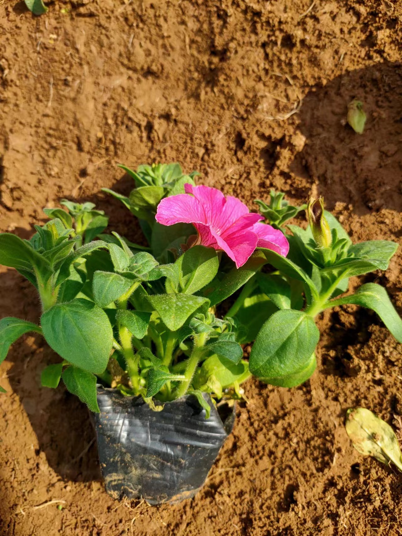 草花矮牵牛花期长城市绿化租摆苗牵牛花