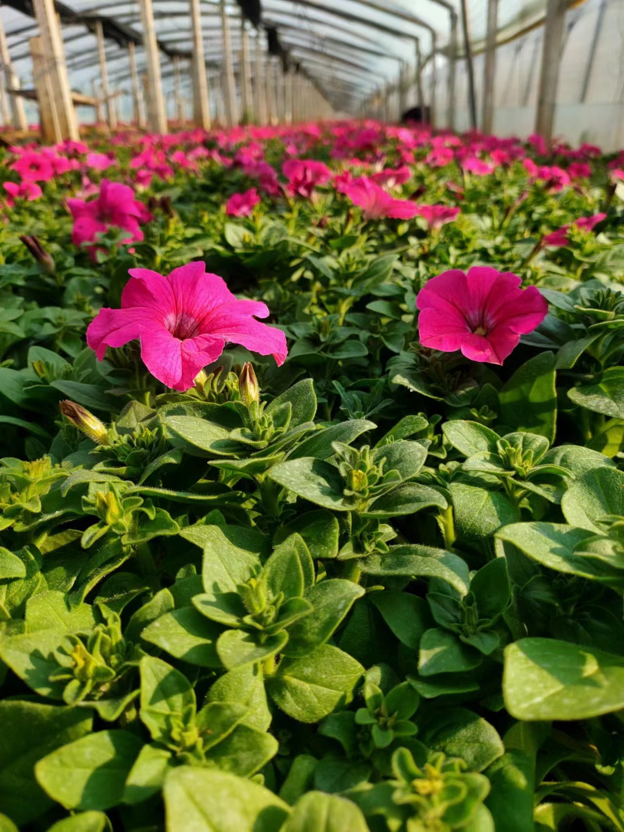 草花矮牵牛花期长城市绿化租摆苗牵牛花