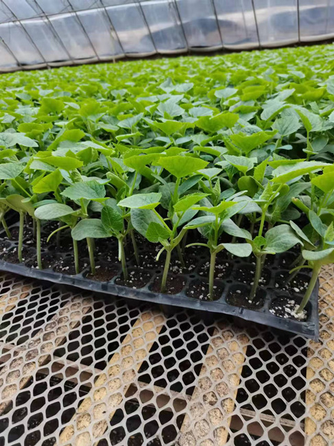 德瑞特801黄瓜苗新锐丰育苗场供应抗热黄瓜苗