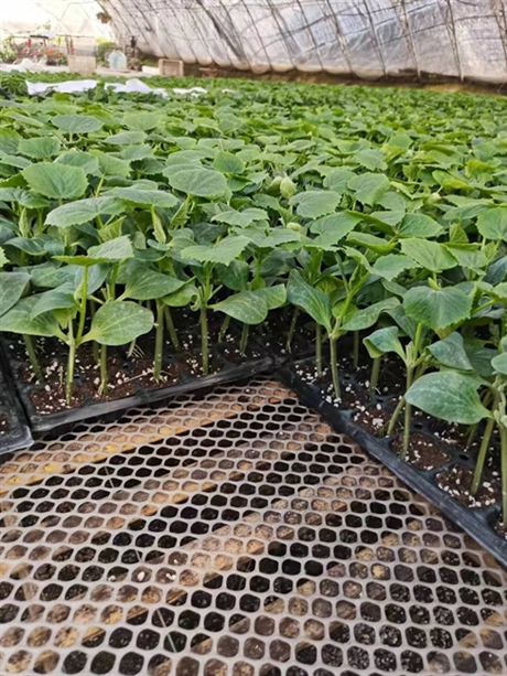 甘蓝苗绿甘蓝苗黄芯甘蓝苗韩绿批发