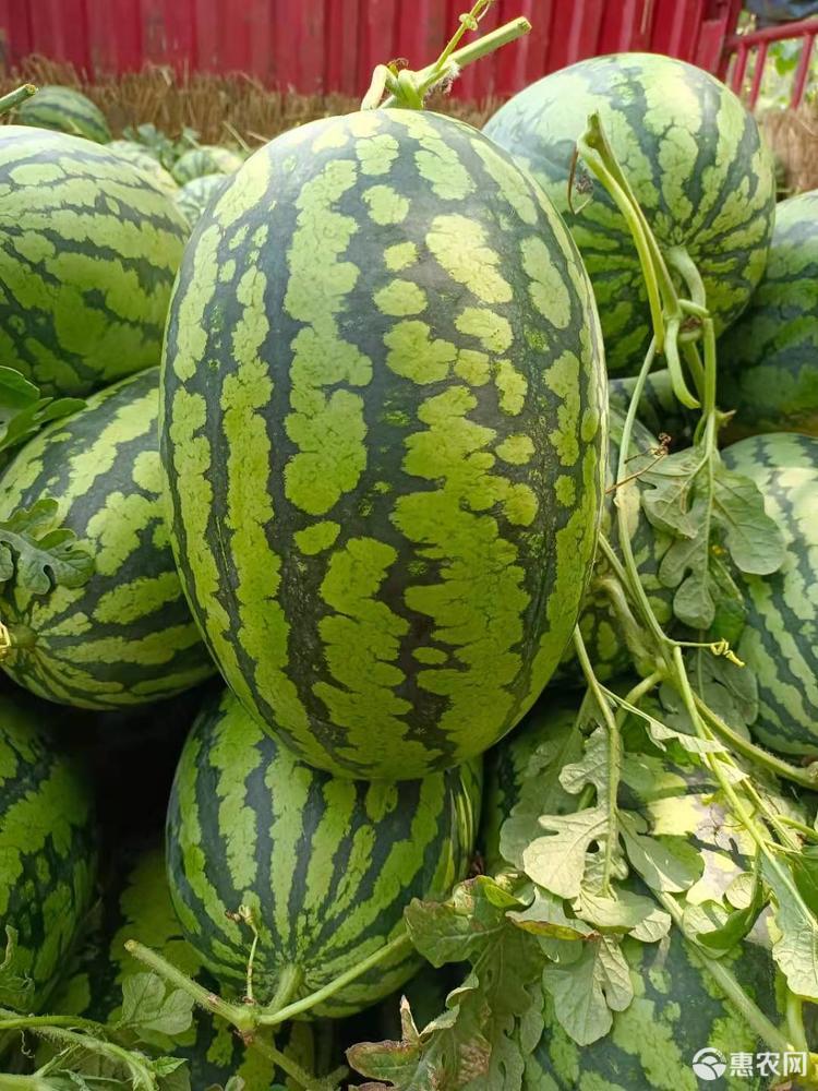 精品冠龙西瓜7斤以上1茬瓜9成熟大红瓤脆甜西瓜西瓜产地供应