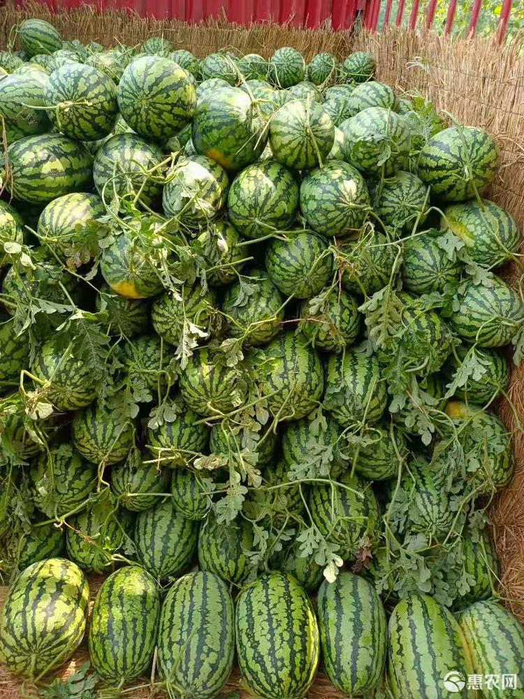 精品冠龙西瓜7斤以上1茬瓜9成熟大红瓤脆甜西瓜西瓜产地供应