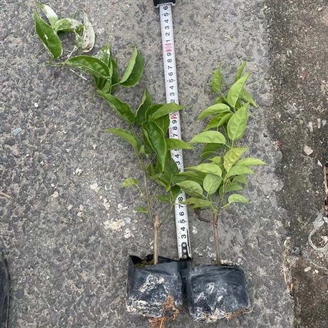 炮仗花小苗价格炮仗花容器苗多种规格绿化地被苗木