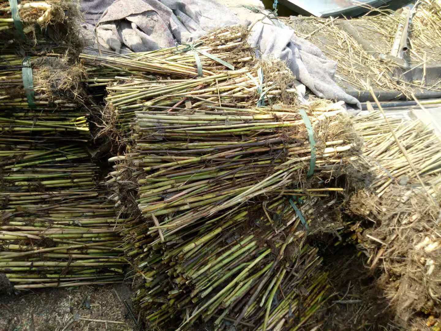 水生植物芦苇苗湿地公园水生植物苗水生植物苗