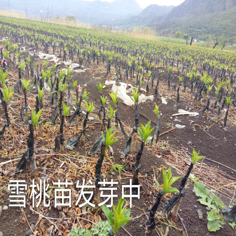嫁接好的雪桃苗正在成長