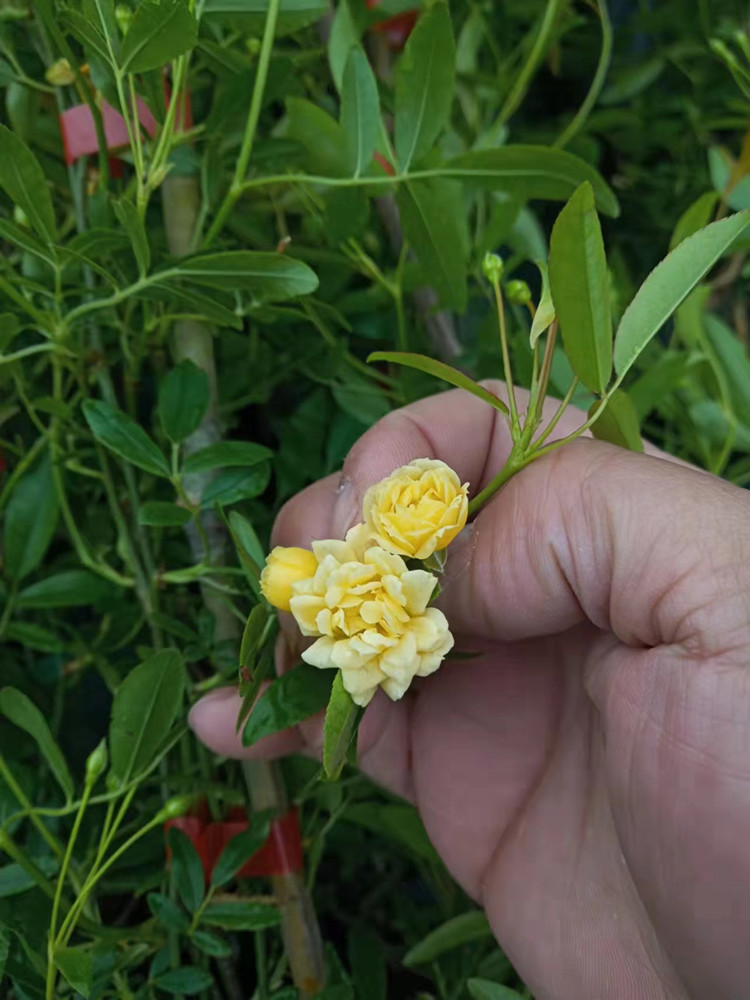 黄木香1米5-1米8公分爬藤植物浓香型月季 盆栽苗