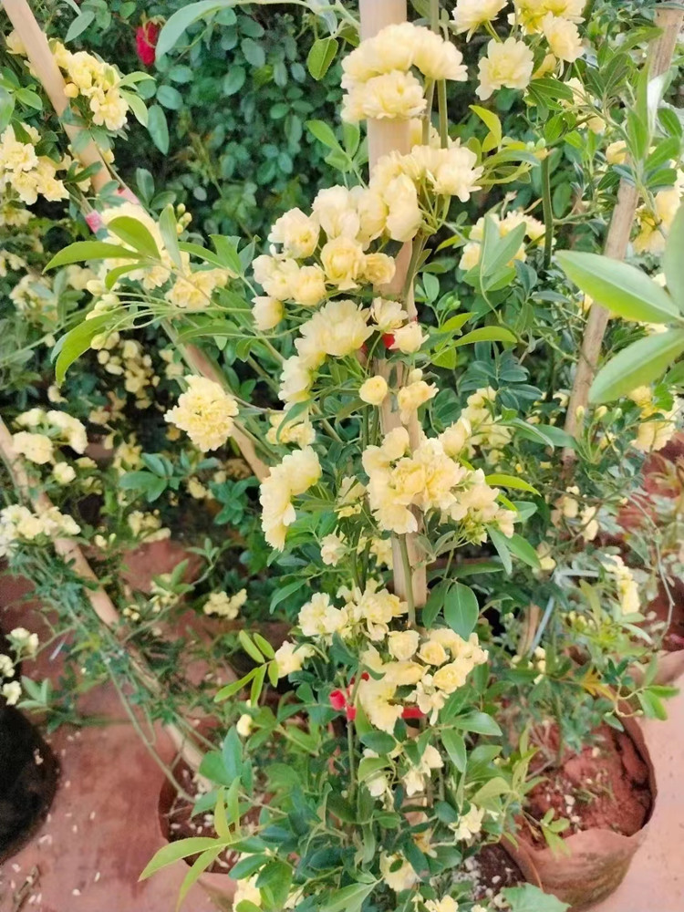 1米8高黄木香用于 庭院 走廊 花园 攀爬绿化杯苗
