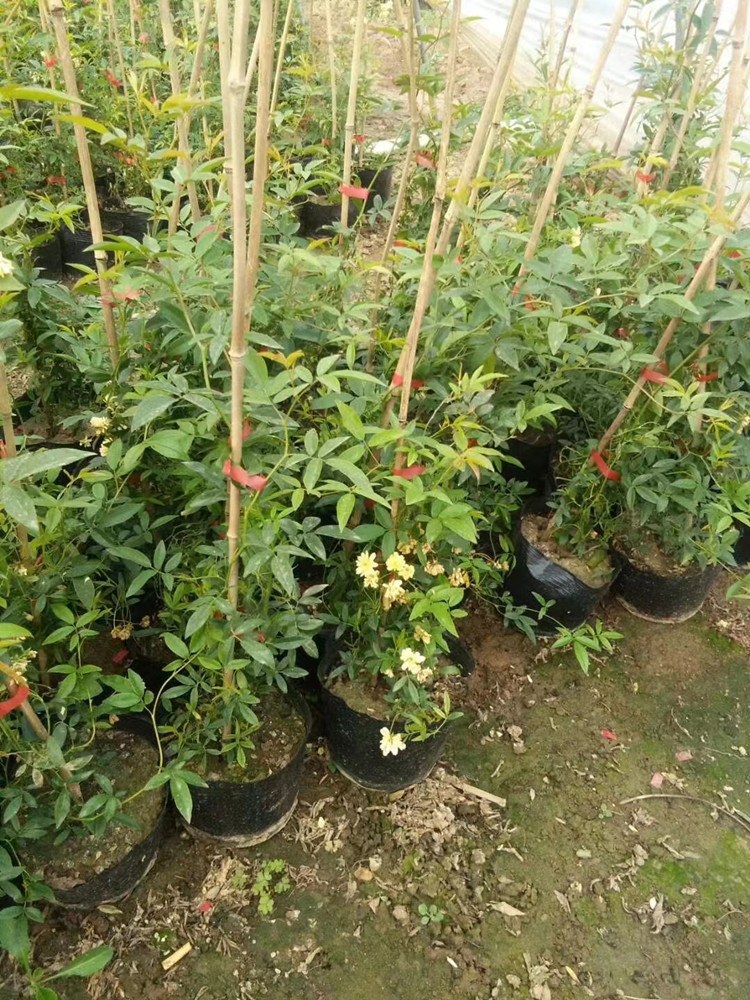 攀爬植物黄木香高度1米-1米5高货源充足杯苗适合庭院种植