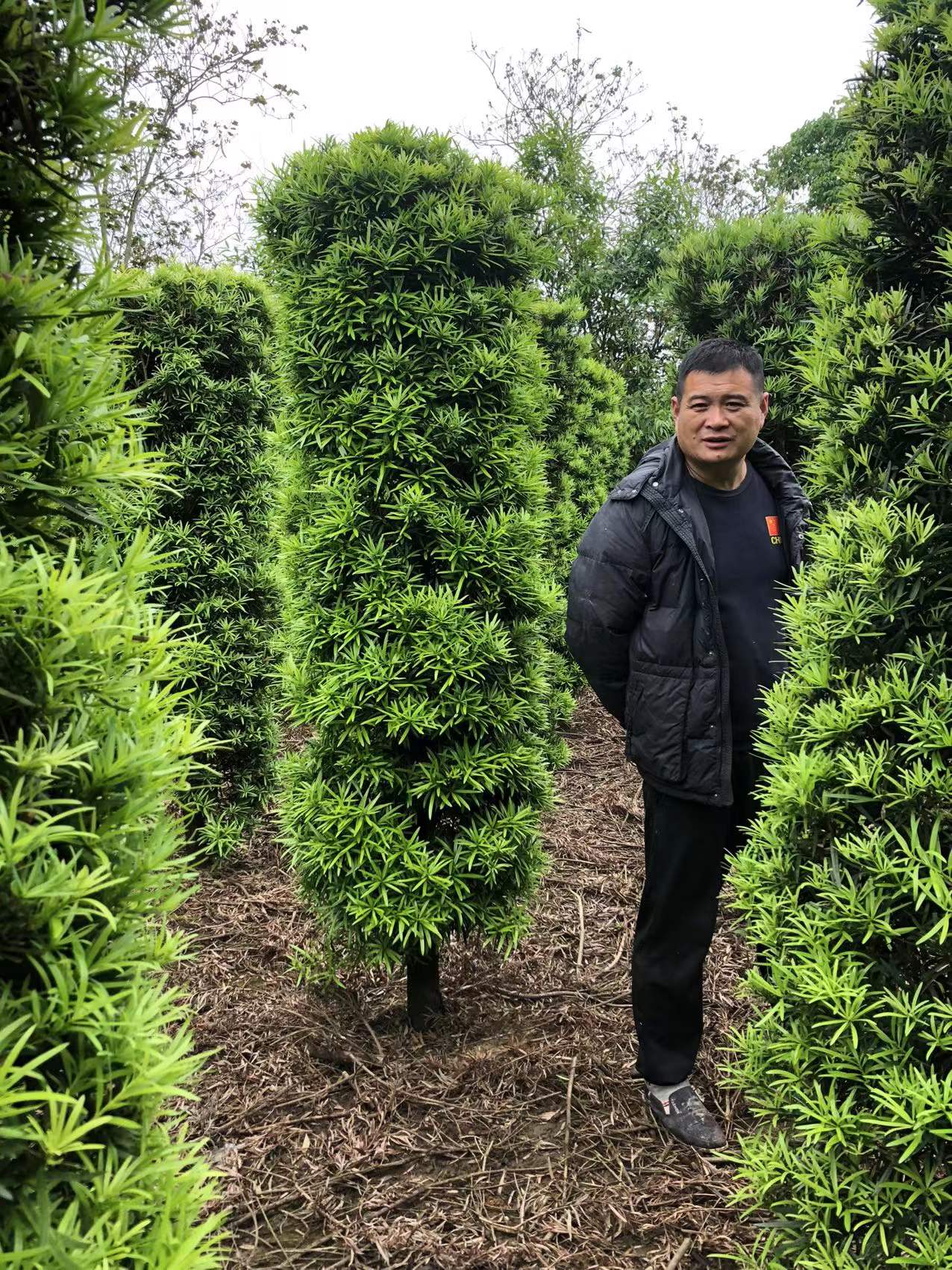 南宁柱形罗汉松圆柱形罗汉松