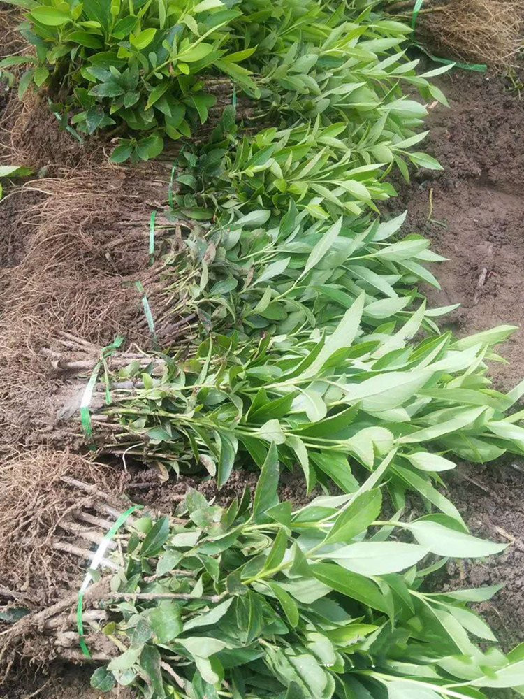 连翘扦插苗床苗15公分左右货源充足根系发达 小苗易存活