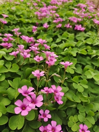 种植耐荫花卉紫叶酢浆草销售中心