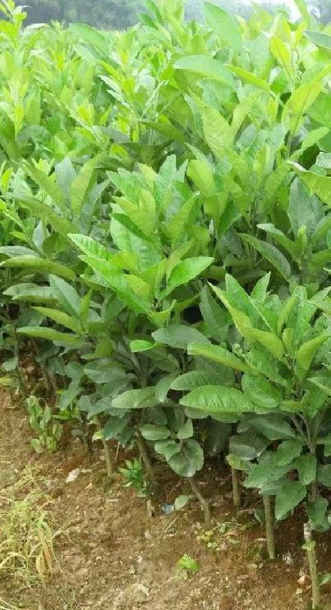 橘红苗正宗化州橘红树苗桔红苗