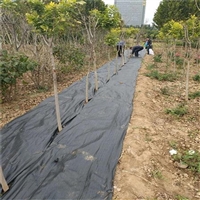 山西苹果树地防草布厂家 大棚地面防草布除草地布 间距40厘米茶叶防草布