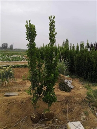 出售常绿灌木北海道黄杨 绿篱色块货源充足四季常青1米5