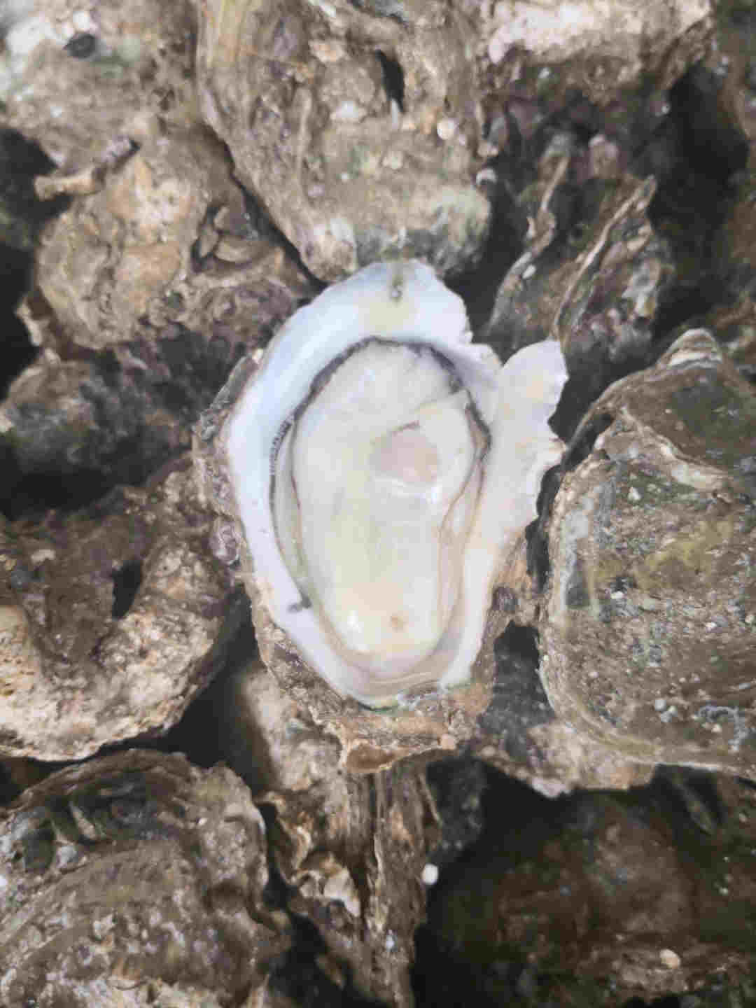 鹿寨生蚝批发市场湛江生蚝批发市场在哪附近哪有生蚝批发