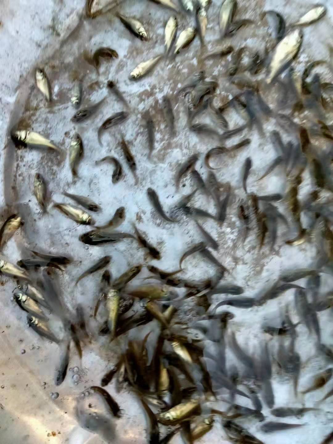 豫海魚苗養殖基地主營範圍:鰱魚苗,鯉魚苗,草魚苗,八須鯰魚苗,土鯰魚