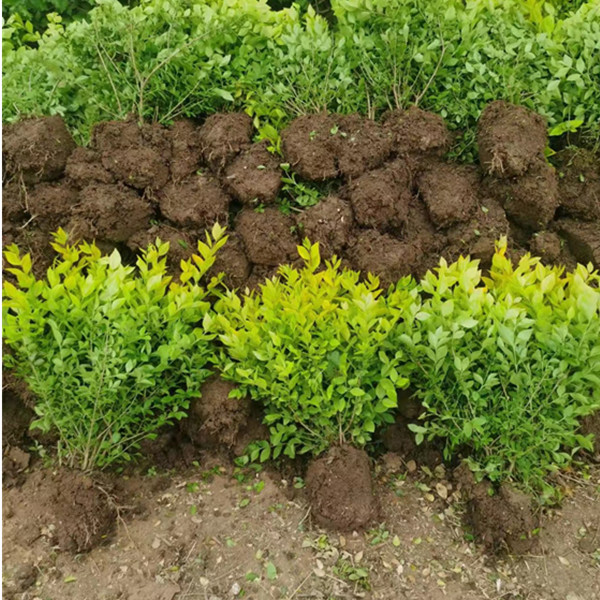 金叶女贞毛球喜光耐寒耐修剪园林绿化苗木3040公分冠幅