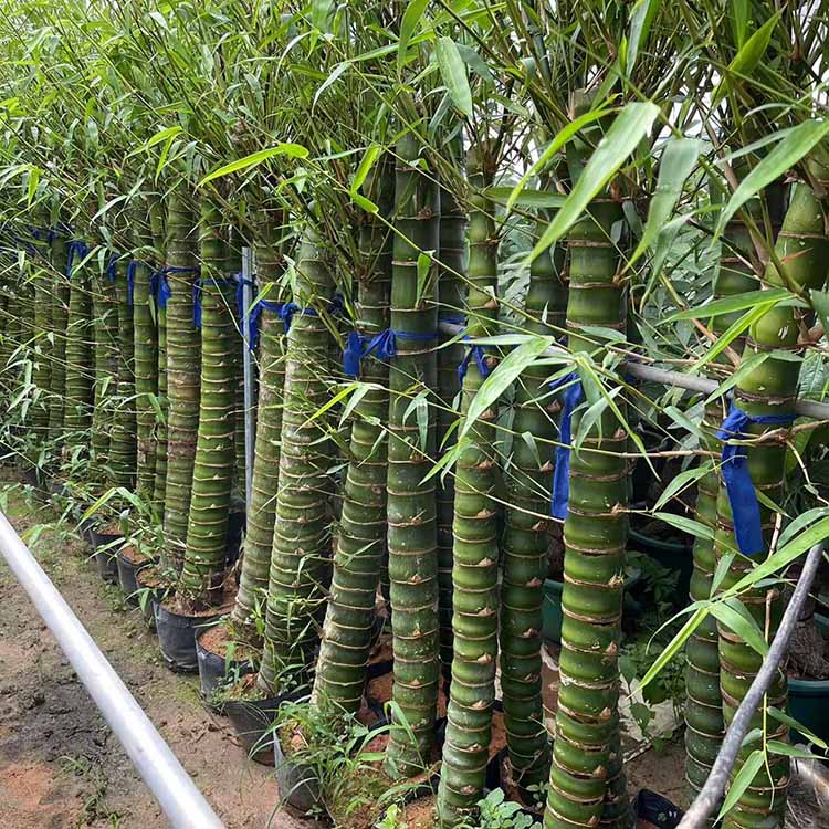 佛肚竹批发 佛肚竹价格 各种观赏竹子 漳州基地直供