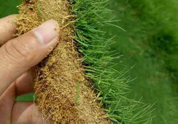 多年生草本植物地毯草耐践踏恢复能力强