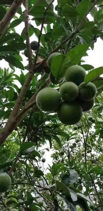 橘红果苗种植基地化州橘红种植基地化州橘红树苗种植批发厂家