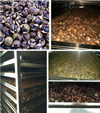 湖南油茶籽烘干機 油茶籽烘干安裝及烘干工藝