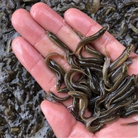 泥鳅鱼苗 漂亮淡水泥鳅苗培育 致富泥鳅养殖技术