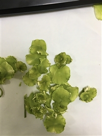 新款先进蔬菜烘干机 水果干燥设备 温度 湿度 时间可调 大小定制