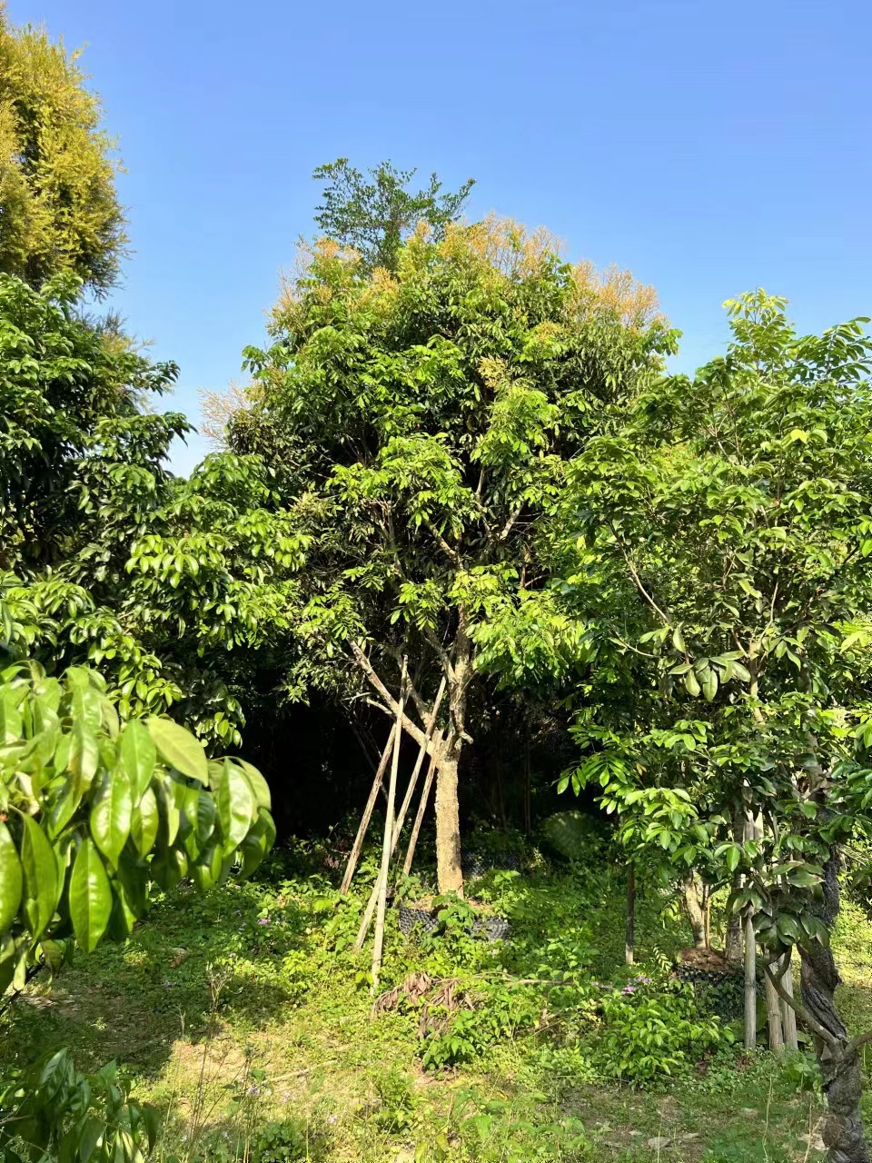 供应绿化龙眼树假植苗地径20热带果树苗基地批发龙眼树移栽苗价格