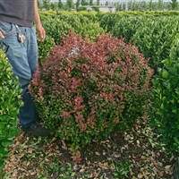 色彩布置花坛 花镜园林绿化红叶小檗球 80公分-1米冠幅