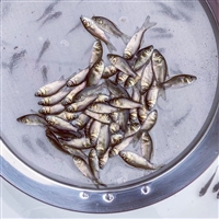 黄金鲫鱼苗 适应性强 出售鲫鱼苗种 品种齐全 量大从优