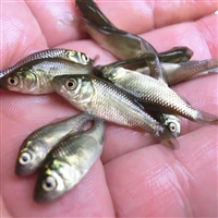 人工养殖鲫鱼苗 适应性强淡水鲫鱼苗品种 土鲫鱼苗月鲫仔