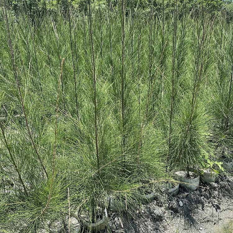 木麻黄袋苗木麻黄容器苗各种规格供应基地直供