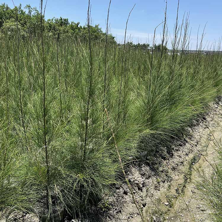 木麻黄袋苗木麻黄容器苗各种规格供应基地直供