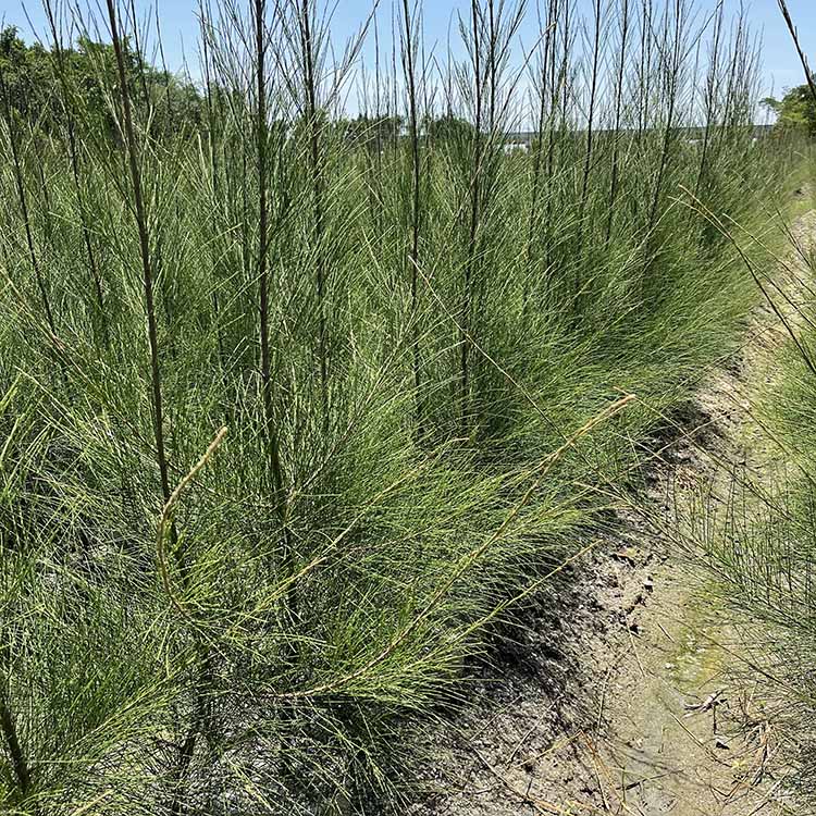 木麻黄袋苗木麻黄容器苗各种规格供应基地直供