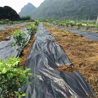 绍兴樱桃防草布 蓝莓防草地布 茶园防草布 花圃防草地布