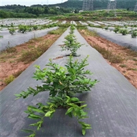 蓝莓园盖草地布 透水精河县