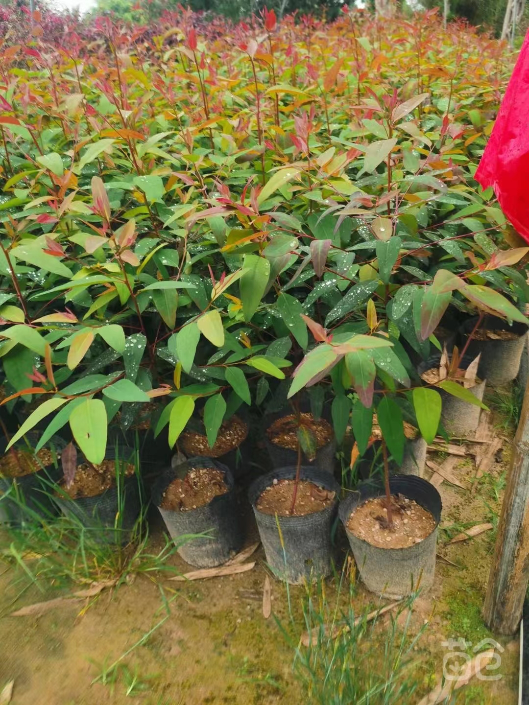 苗圃直供桉树袋苗造林绿化桉树苗福建速生绿化苗木量大价优