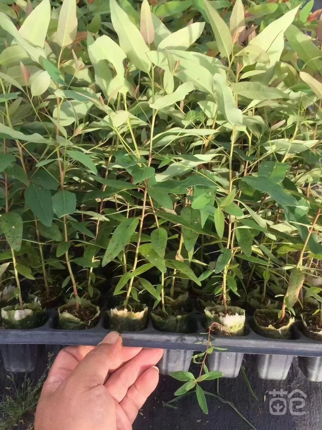 苗圃直供桉树袋苗造林绿化桉树苗福建速生绿化苗木量大价优