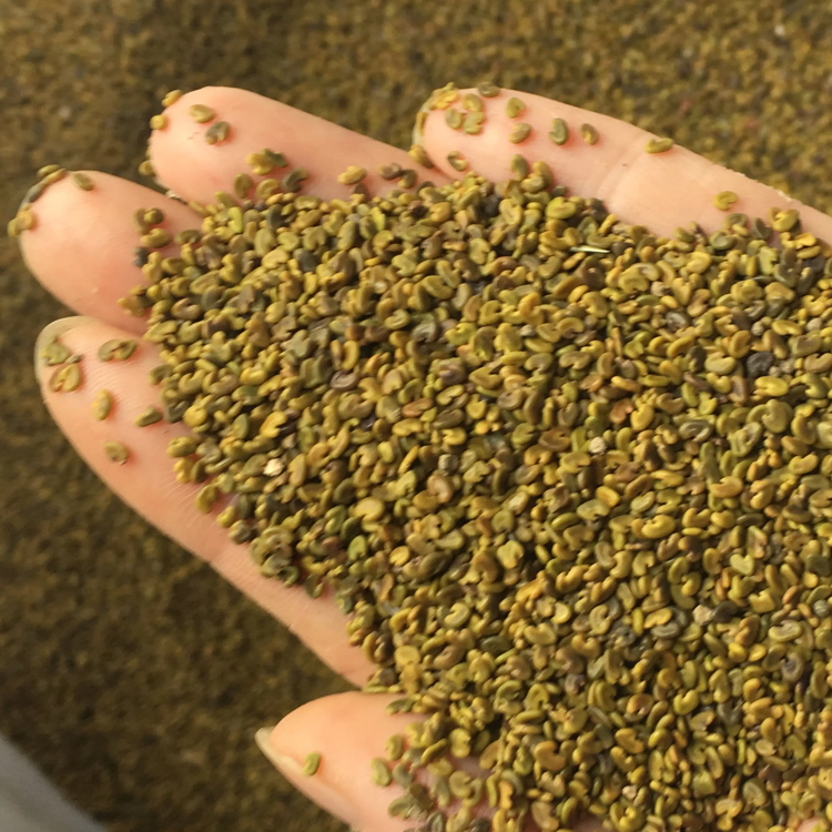 广西紫云英种子园林绿化绿肥种子花卉花种批发