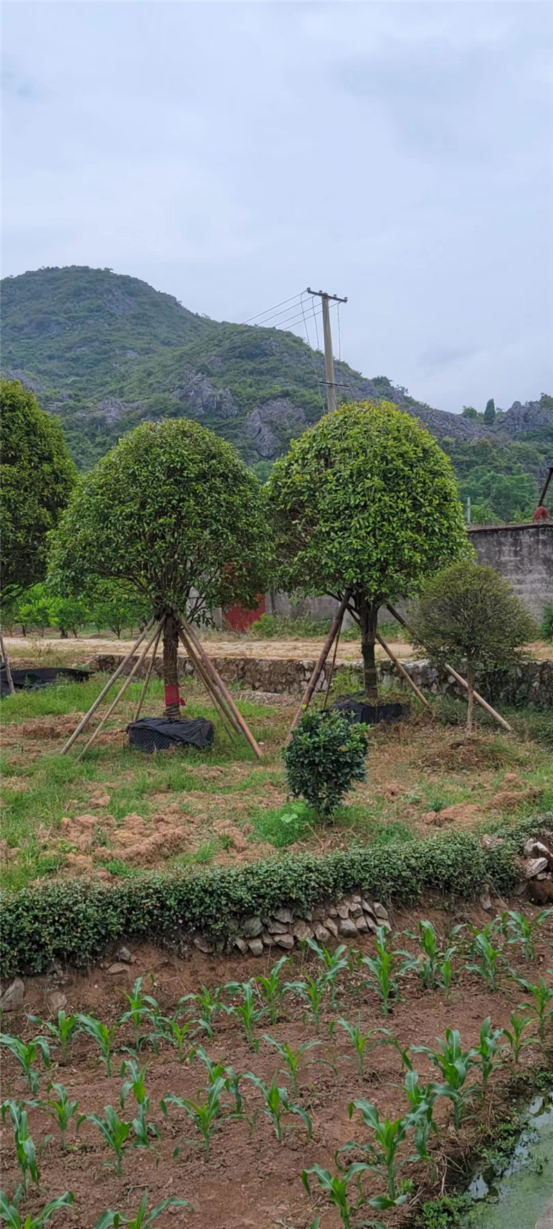 桂花树袋苗,假植苗,容器苗14-16公分