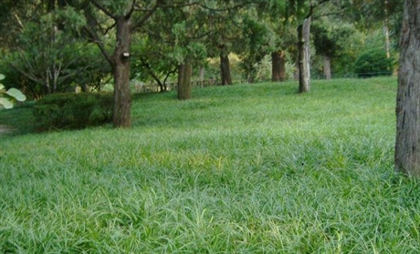碱茅草种子批发 工程绿化护坡基地种植