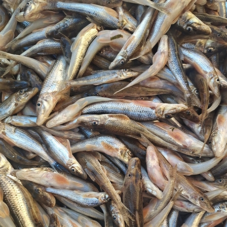 武汉大量收购淡水鱼 长期收购各种死鱼 淡水鱼干收购厂家