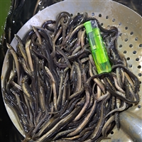 灯光网捕捞水库顶层鱼白条鱼 捕捞池沼公鱼 捕捞大银鱼 小河虾