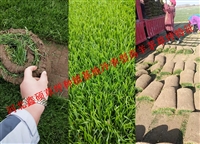 河北鑫硕草坪种植基地冷季型高羊茅草坪特征