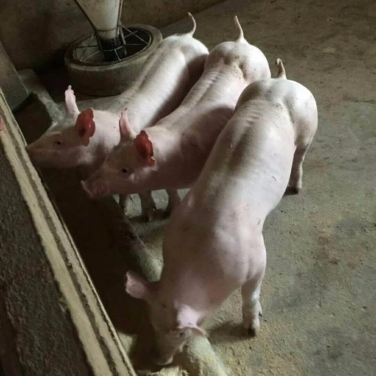 选购猪场长白公猪长白公猪价格春来禽业