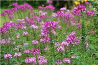 花期很长的草花种子批发