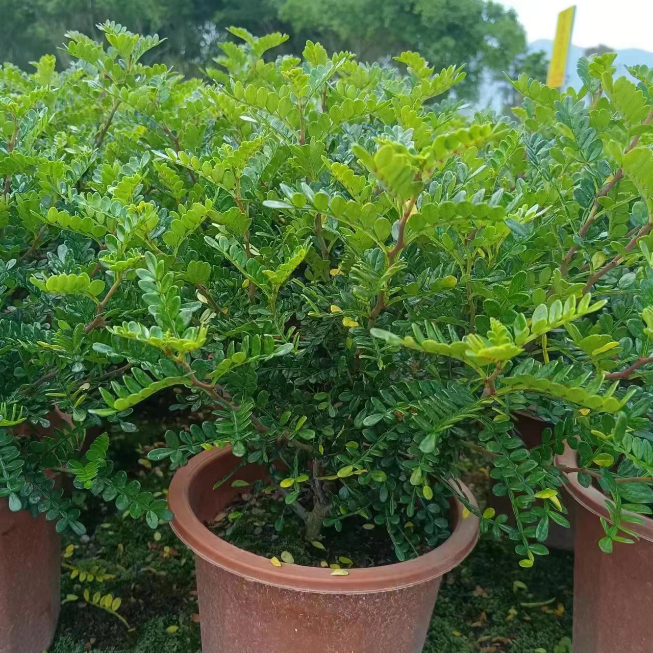 胡椒木容器苗胡椒木袋苗道路绿篱植物多种规格齐全