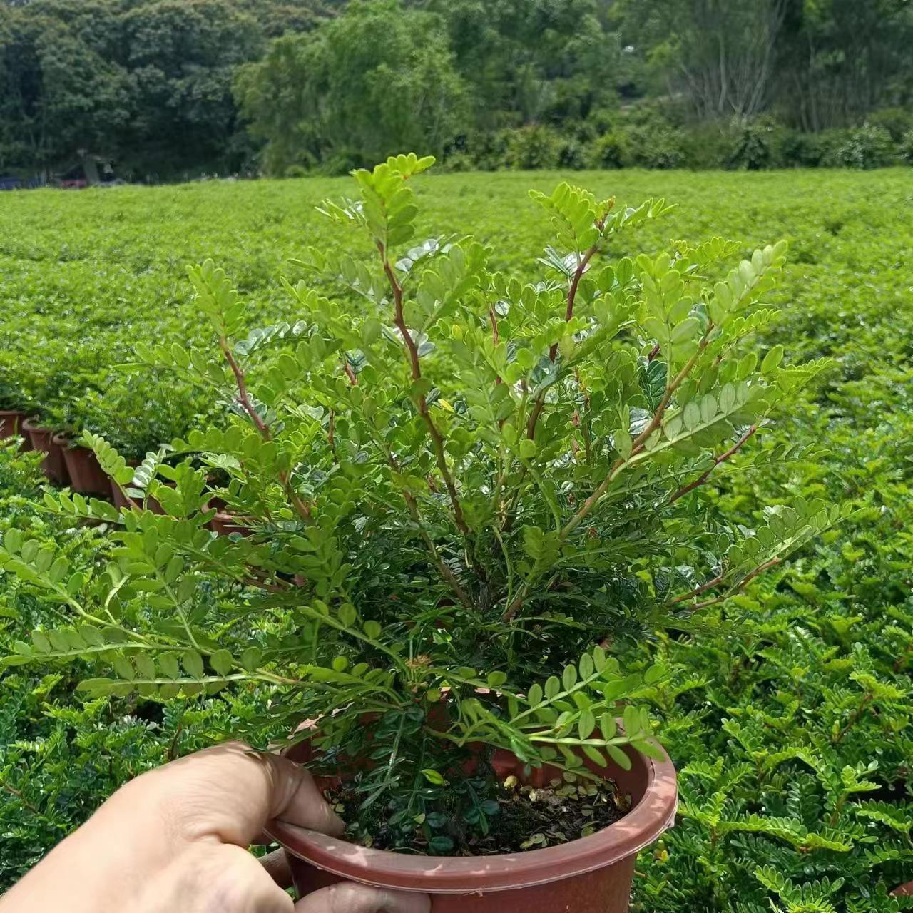 胡椒木容器苗胡椒木袋苗道路绿篱植物多种规格齐全