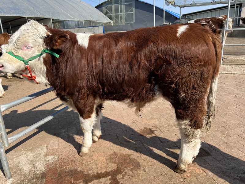 8个月西门塔尔四代母牛新价格山西大型养殖场体型骨架大